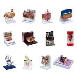 Collage of Pharma Models Pharmaceutical and Anatomical Model Gifts